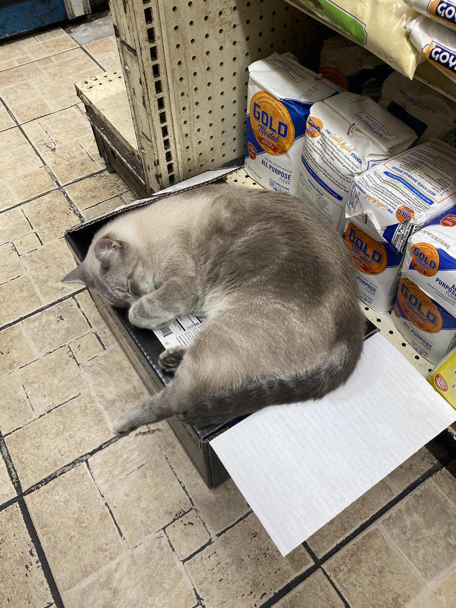 Billy_Fran's tweet photo. Cat nap in the heights #bodegacat #cat #nyc https://t.co/tSZNJbktMT
