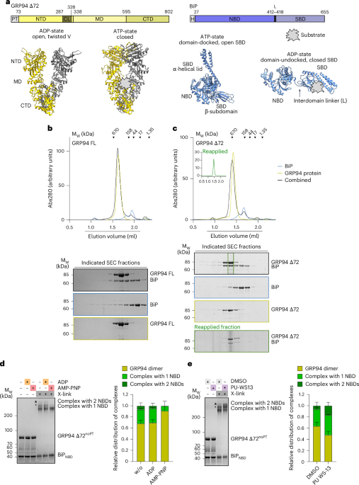 NatureSMB's tweet image. New online! Conformational plasticity of a BiP–GRP94 chaperone complex bit.ly/44NLhig