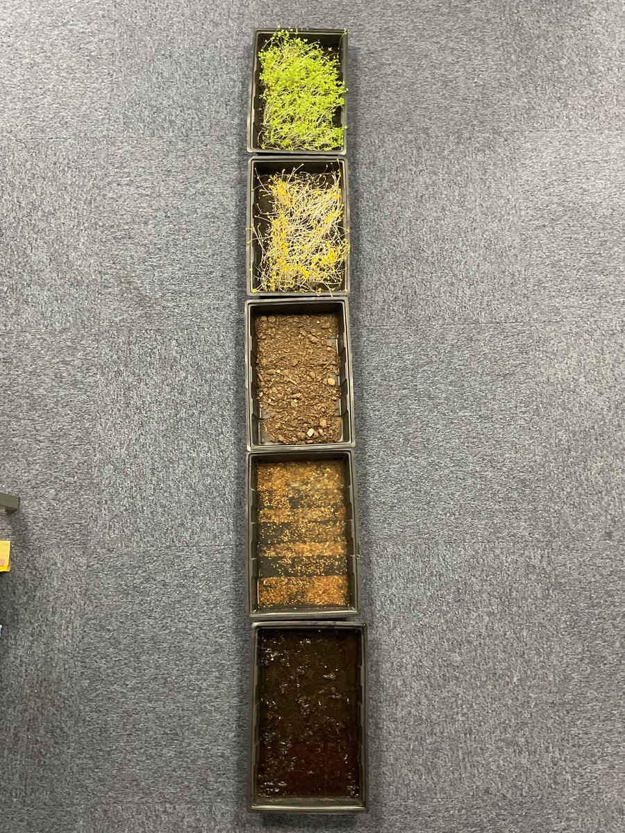 PDA_Y2's tweet image. Observing and recording the results of our cress plant investigation. Well done Year 2, lots of clear explanations as to what happened to how our seeds grew in the different conditions. 👀👍⭐️#pdascience