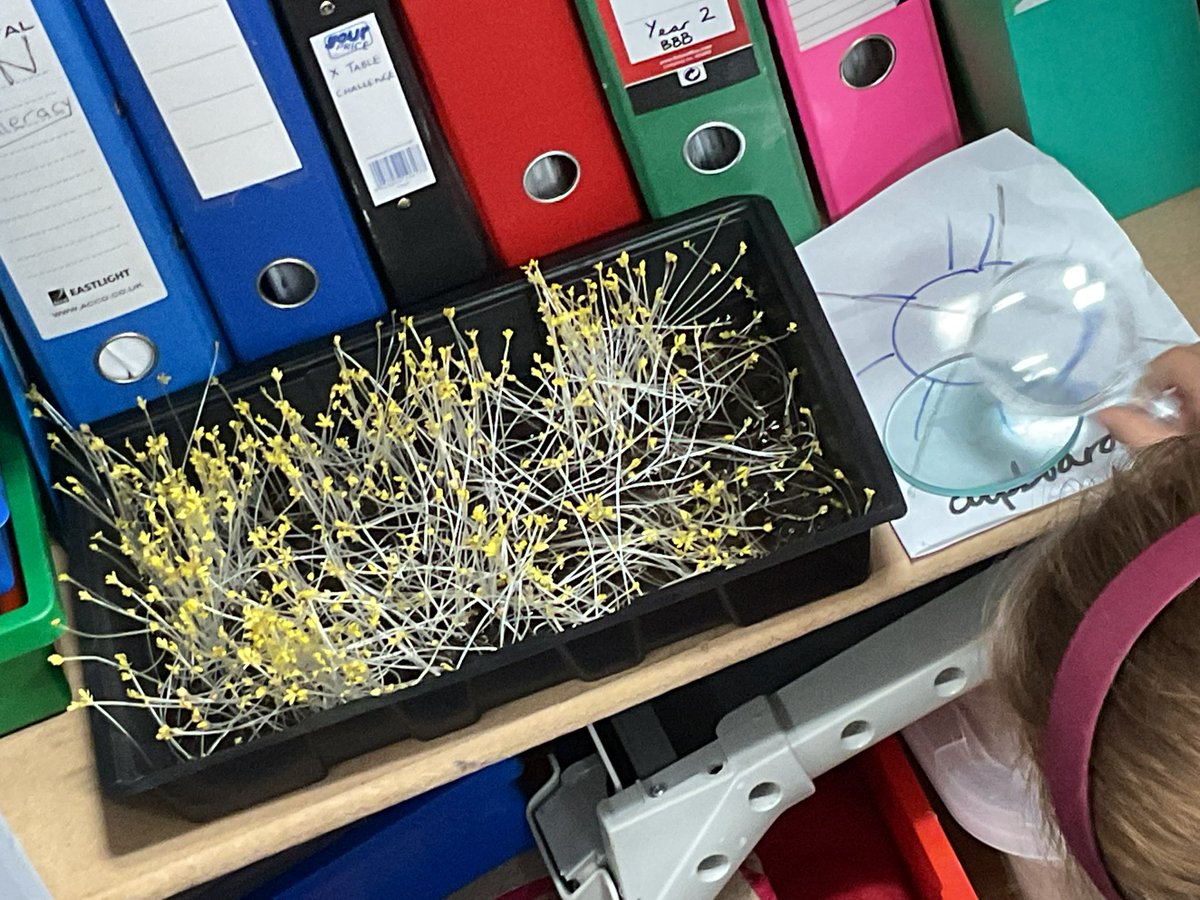 PDA_Y2's tweet image. Observing and recording the results of our cress plant investigation. Well done Year 2, lots of clear explanations as to what happened to how our seeds grew in the different conditions. 👀👍⭐️#pdascience