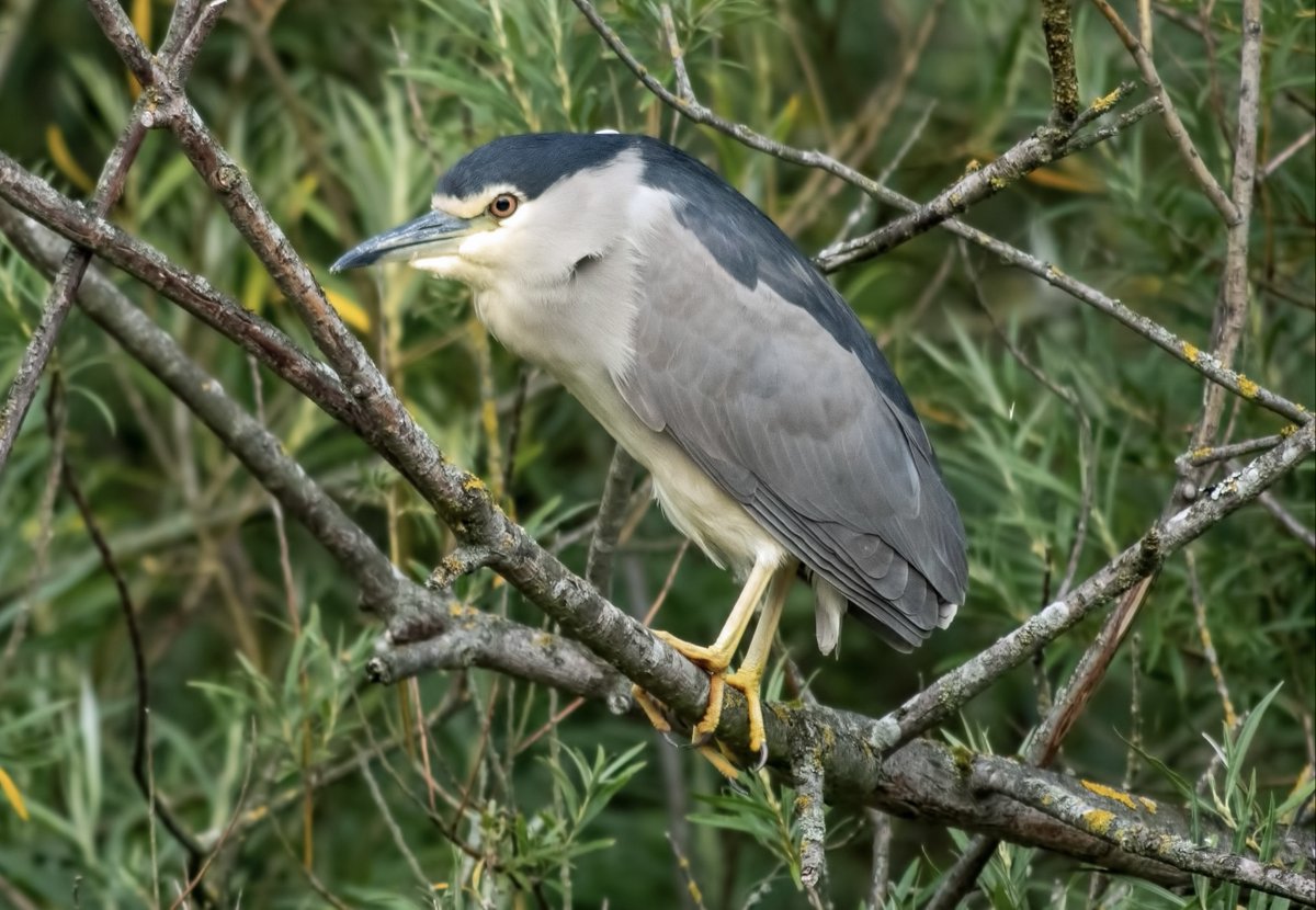 WhitleyBirder's tweet image. A county tick, giving mega views, in the middle of Whitley Bay - what's not to like!! Sensational display from the Black-crowned Night Heron in Marden Quarry this evening.