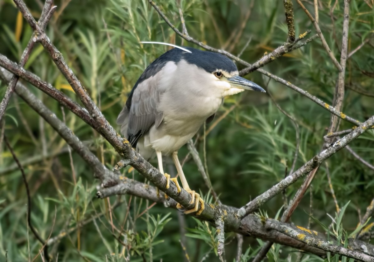 WhitleyBirder's tweet image. A county tick, giving mega views, in the middle of Whitley Bay - what's not to like!! Sensational display from the Black-crowned Night Heron in Marden Quarry this evening.