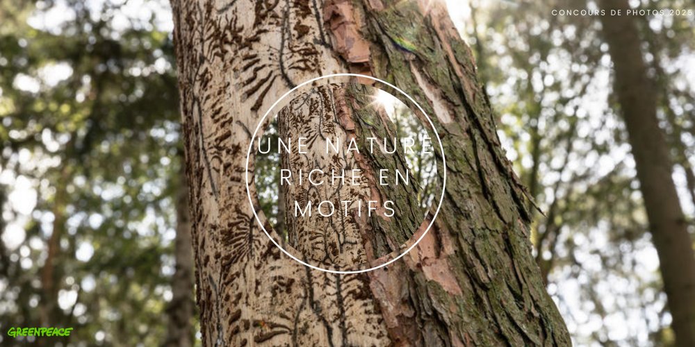 Capturez le côté sauvage de la nature. 🍄 Des crêtes rocheuses aux sols couverts de fougères, chaque détail est essentiel!
#ConcoursPhotoGreenpeace

Faites-nous parvenir vos photos d'ici le 7 août!

act.gp/4eEvpDf