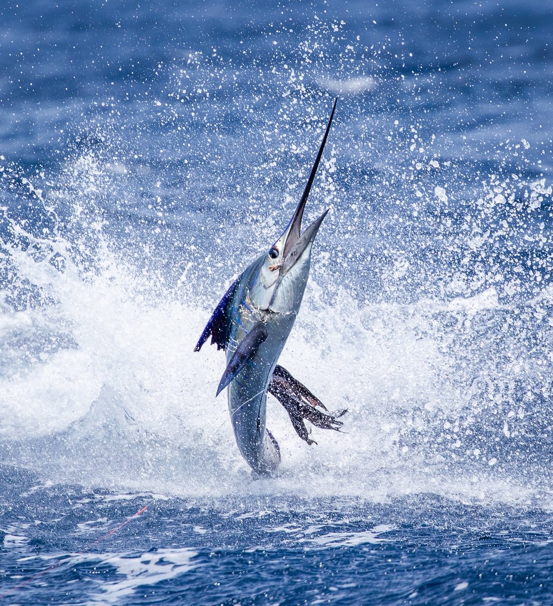 Kicking off this week with a splash!

Happy Monday, anglers💦

📸— @christiaankruger

#casaviejalodge #guatemala #sailfishinglodge #sailfishing #sailfish #billfishing #billfish #offshorefishing #offshore