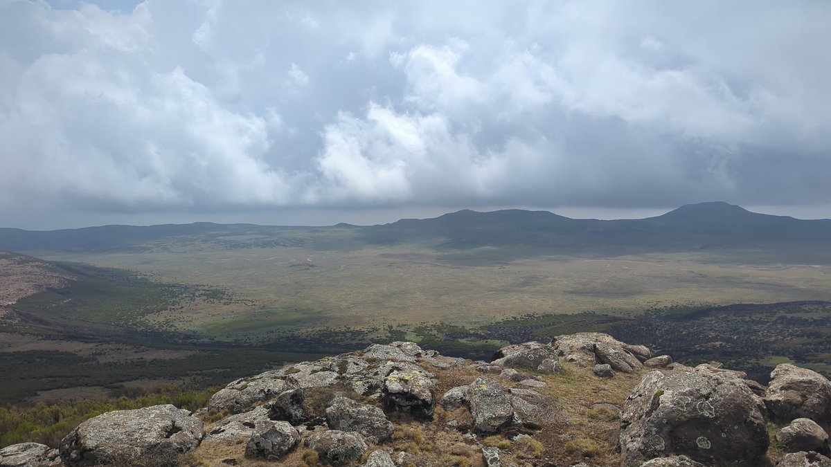 Most Ethiopian wolf packs in this remote area were in a canine distemper virus vaccine trisl. Recapturing some will provide valuable information on survival and immunity, another step in our work to save these guardians of the Roof of Africa from the brink of extinction.