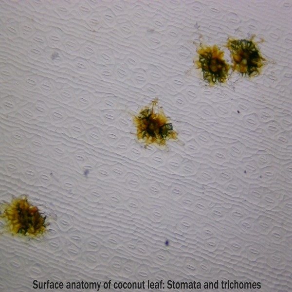 Leaf anatomy and identification of drought-tolerant Coconut (Cocos nucifera L.) varieties in Kerala, India - doi.org/10.14719/pst.3…