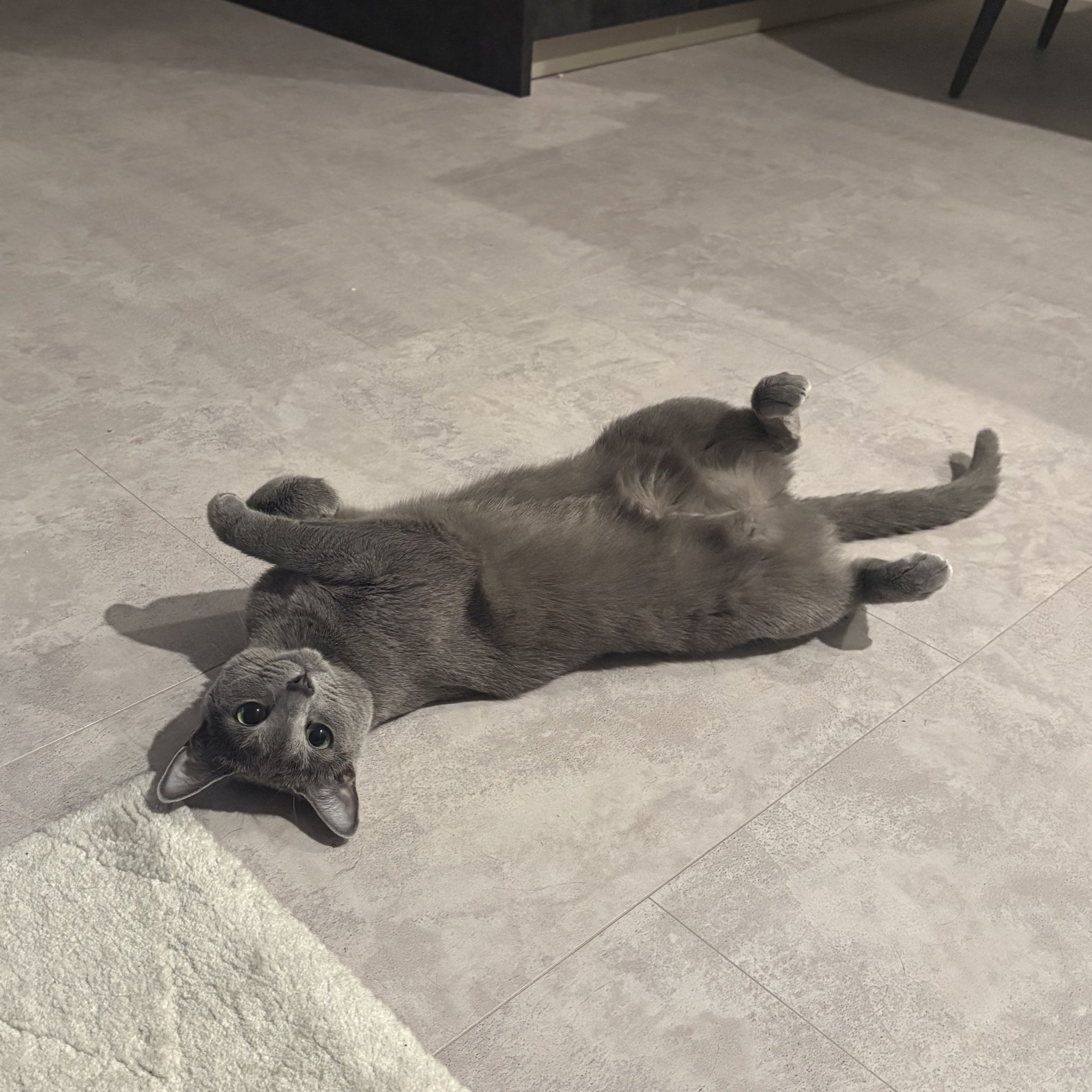 ロシアンブルー kafka cattery • カフカキャッテリー (@kafka_russianblue