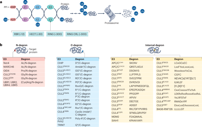 NatRevMCB's tweet image. New Online! Degrons: defining the rules of protein degradation bit.ly/40hyN0Q