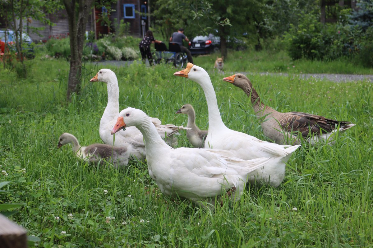 Never a dull moment around here.  The geese are out grazing with their babies, un-bothered by my husband and daughter racing laps around the yard on a nifty two man trike we picked up from a free pile, as our corgi tries to herd them back to the flock.

Vermont summer at it's