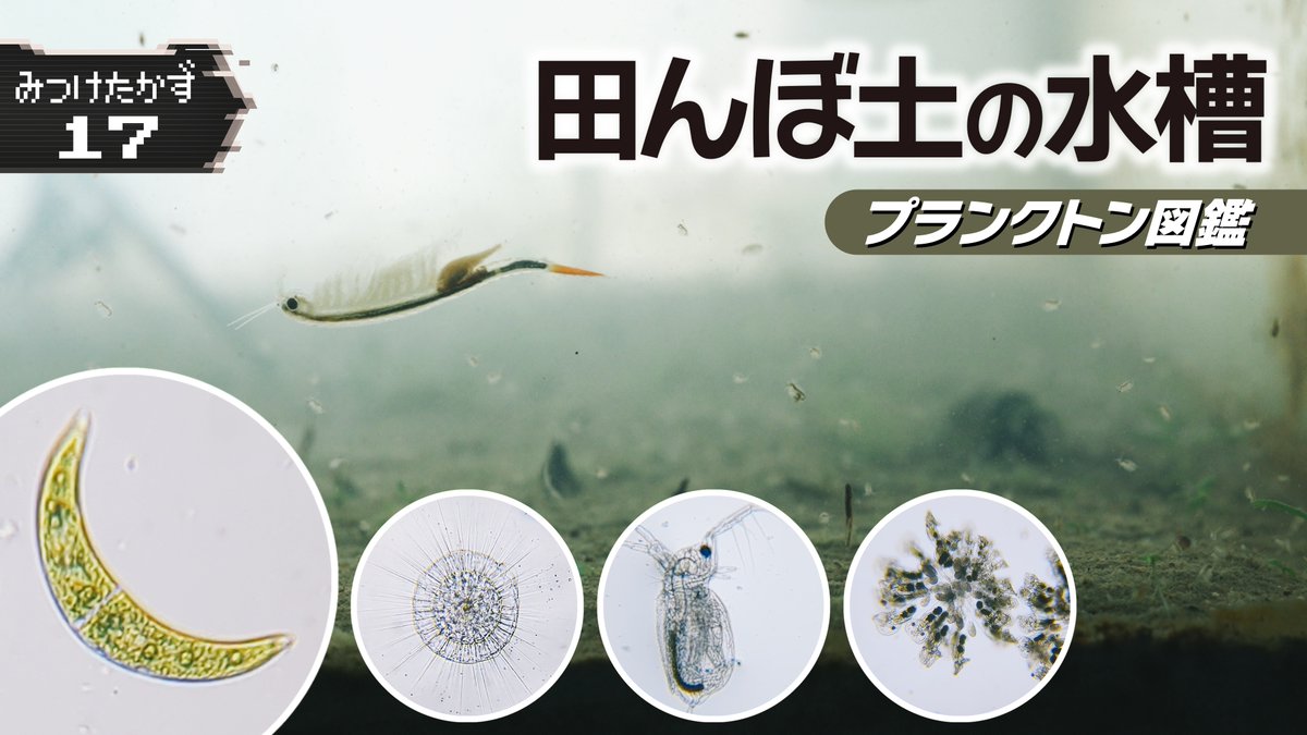 田んぼページ イポイポ on X