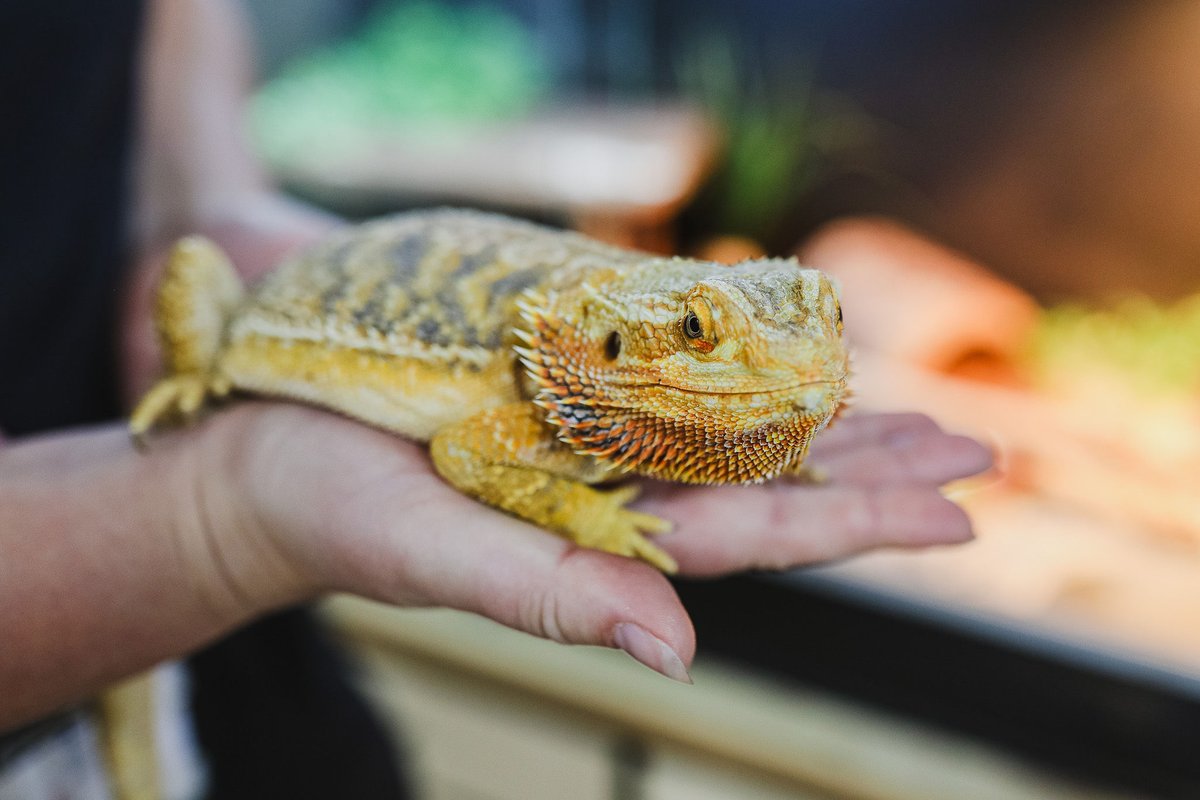KirkHallamCA's tweet image. Year 6 transition was a roaring success! Soon-to-be KHCA Year 7 students enjoyed a range of activities in different subject areas, meeting their new teachers and support staff. The animal care department, as always, was a favourite part of their day! #khca #community #year6
