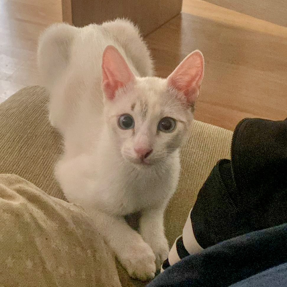 OpenEye95053629's tweet photo. #ANEU gatita de 5 mesecitos
criada a biberón, muy dulce y tierna, busca hogar! 🏡💕
#LLEIDA #Catalunya
☎️ 611 262 013 WhatsApp
#AdoptaNoCompres #Adopta https://t.co/RkgvELkHRM