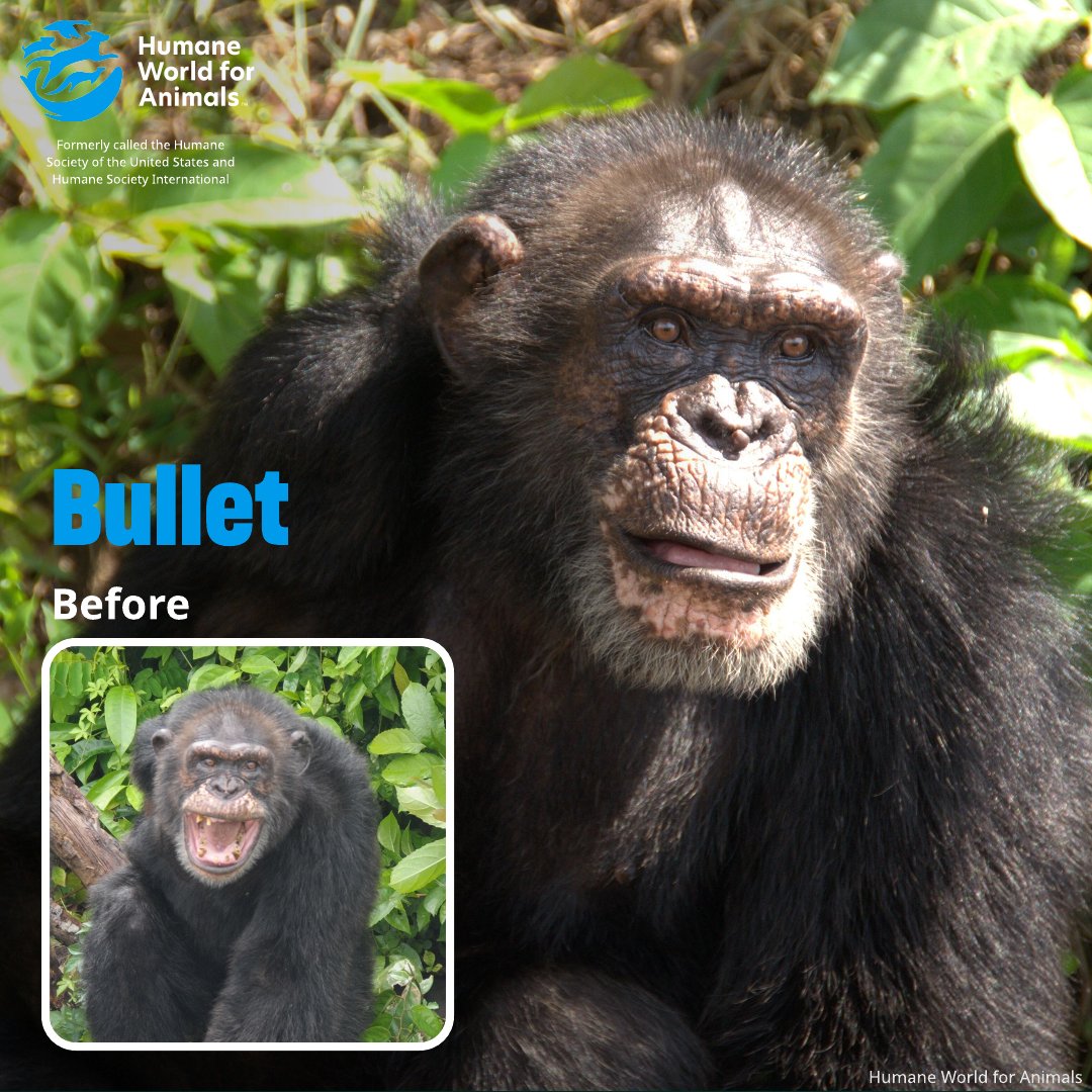 humaneworldeat's tweet image. This #WorldChimpanzeeDay, meet Bullet, one of 60+ chimps living at Second Chance Chimpanzee Refuge Liberia, our sanctuary in Africa!🌴
Bullet spent decades in a laboratory & endured unimaginable suffering. Then his life changed forever.
Learn more 👉 bit.ly/4lTgNSP