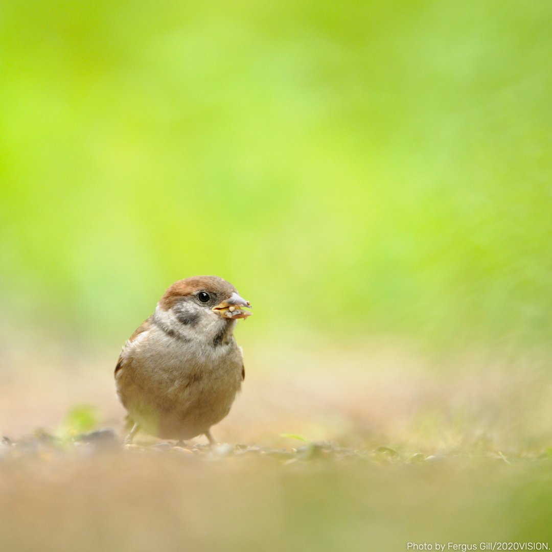 The Jordans Farm Partnership between The Wildlife Trusts, Jordans Cereals and LEAF (Linking Environment And Farming), has seen 27 farms across England develop bespoke conservation plans to help improve wildlife habitat on their farm.

wildlifetrusts.org/news/ten-years…