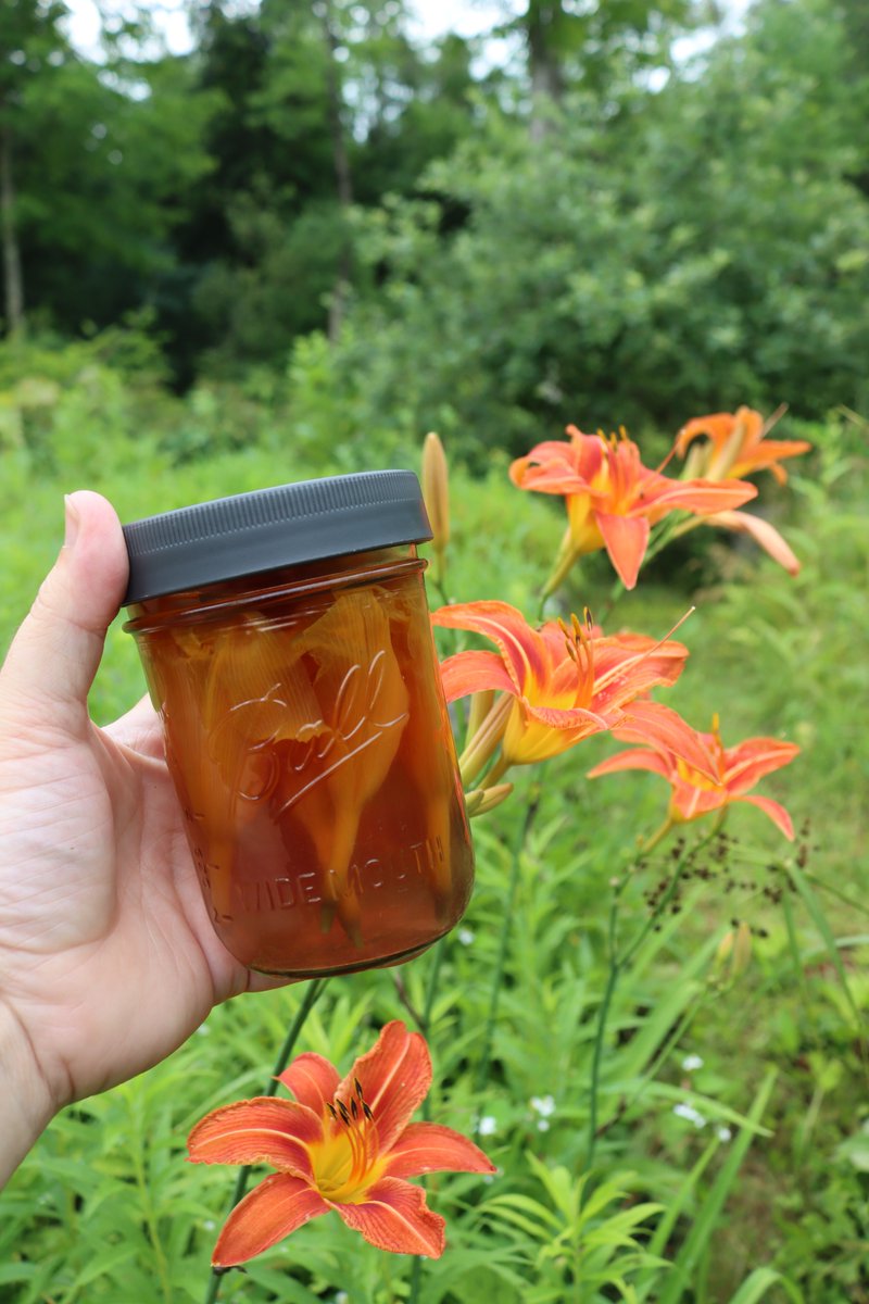 Daylily jelly anyone?  The first step to making a flower jelly is making a tea from the flowers, and it only takes a few blossoms for a batch when they're this big.
