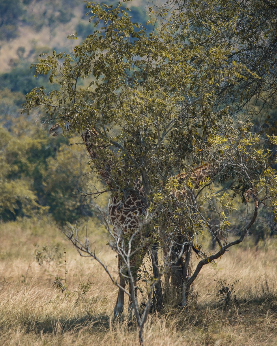 EverRetreat's tweet image. Not all relaxing places;
have walls. Some are silent with open skies to breathe .
Africa isn’t a destination. It’s a return and everything you thought you needed.
Book now your;
Destination that reconnects you to what you have been waiting for !