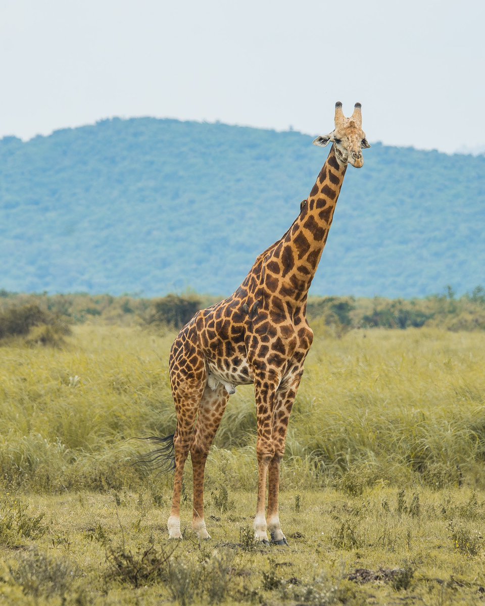 EverRetreat's tweet image. Not all relaxing places;
have walls. Some are silent with open skies to breathe .
Africa isn’t a destination. It’s a return and everything you thought you needed.
Book now your;
Destination that reconnects you to what you have been waiting for !