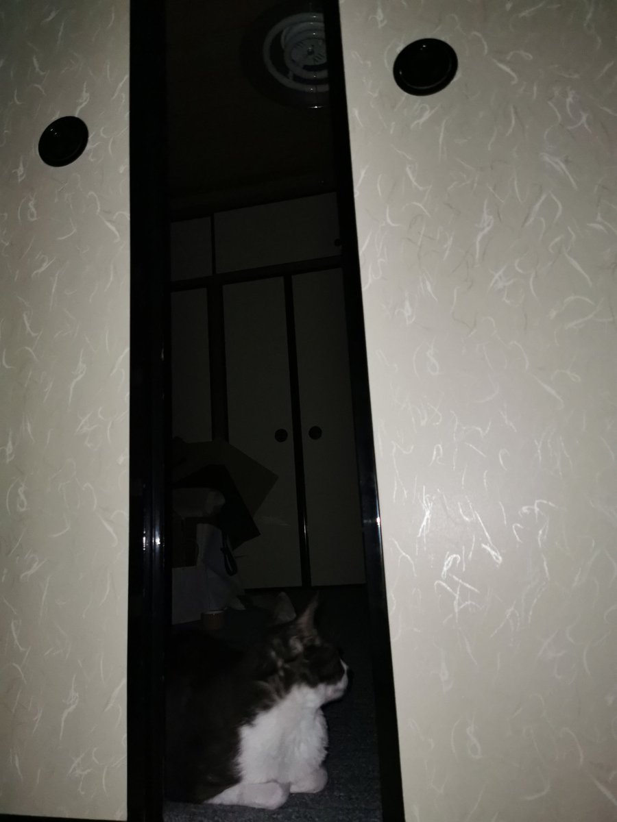承認欲求なんてありません。世界がどうなろうがしりません。静かに寝てたいだけなんです。ｳﾜｧ（ねこ