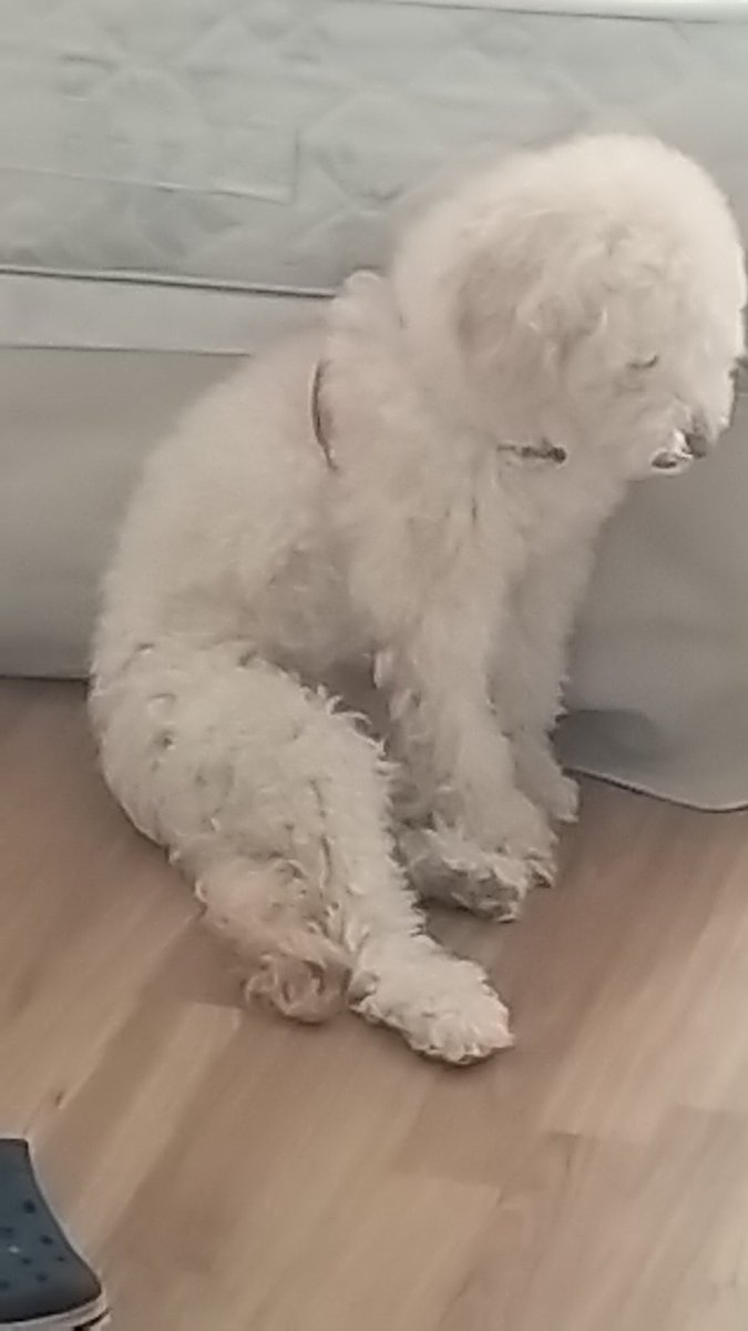 vhmenta's tweet image. Uno de mis perros orinó mi cama está mañana porque salí de casa y no lo llevé.
Estoy pensando en cambiar su nombre por Villarruel.
¿Que opina @MileiAdmirador ?