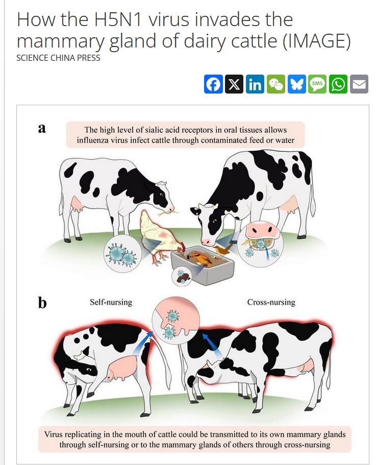 The #H5N1 influenza outbreaks in the US dairy cattle likely triggered by the "milk-stealing" behavior of lactating cows 

bit.ly/44xAidW