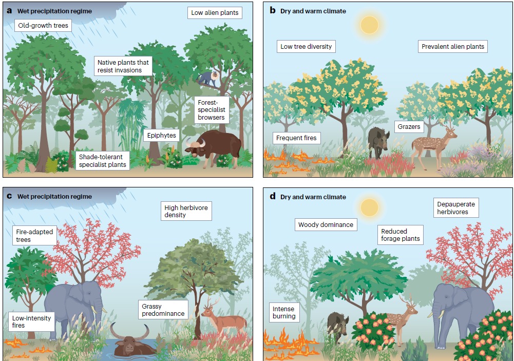 ninad_mungi's tweet image. New paper: Alien plants interact with land-use change, climate change, and defaunation to reshape ecosystems, often catalyzing the emergence of novel ecosystems
Globally, tropics are at the forefront of such transformations @NatRevBiodiv @JCSvenning
nature.com/articles/s4435…