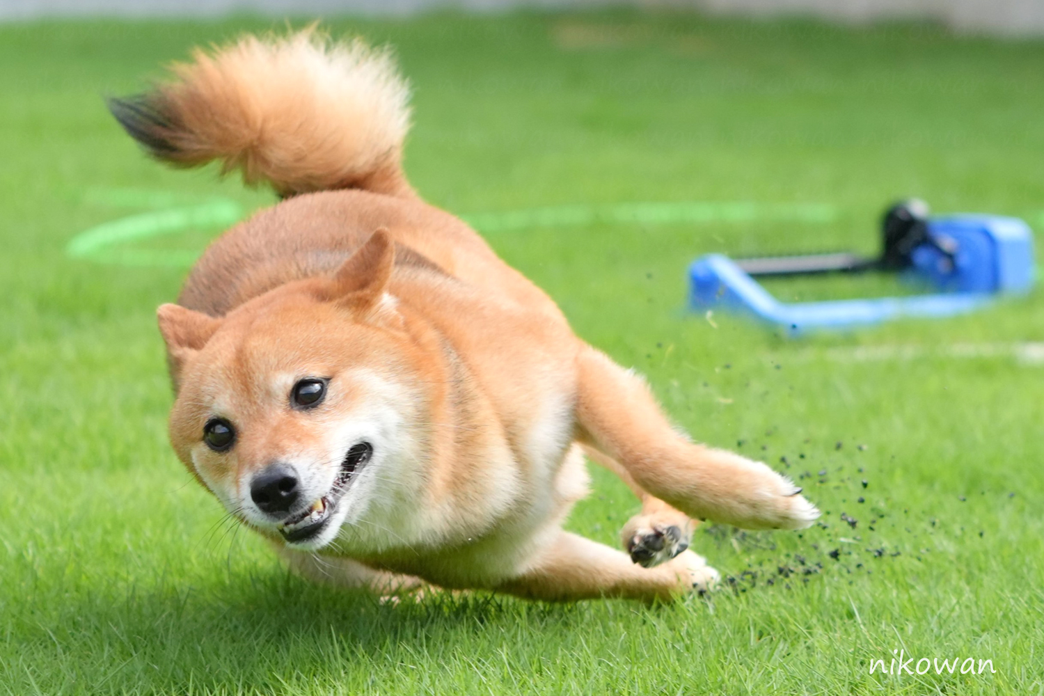 ♡ 豆柴 様、専用♡※他の方はご遠慮ください‼️ ルー豆柴 (@wzodiac) / X