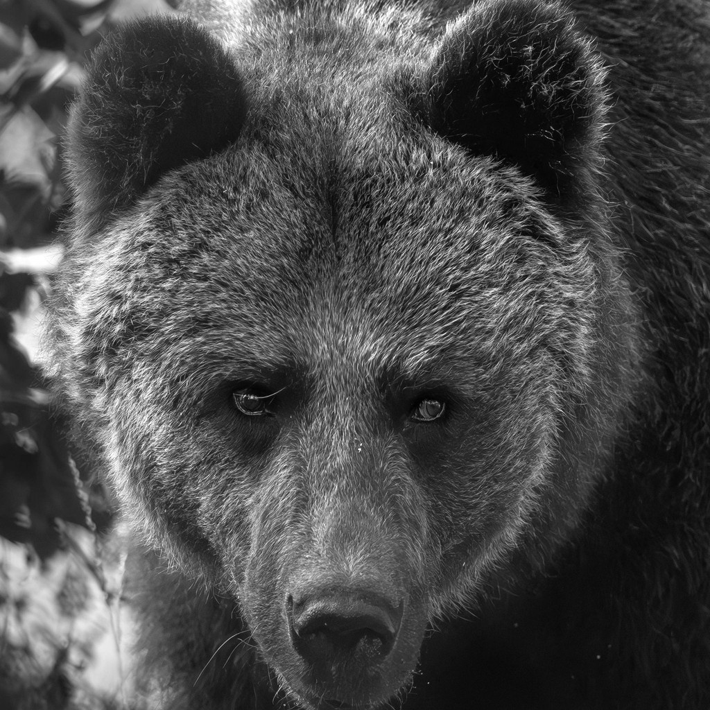 With heavy hearts, we say goodbye to Mascha. 💔

At 31, she was the oldest bear and one of the first ones to have called BEAR SANCTUARY Müritz a forever home.

Her health declined after hibernation, and we chose not to let her suffer any longer.

Rest in peace, Mascha. 🌈🧡