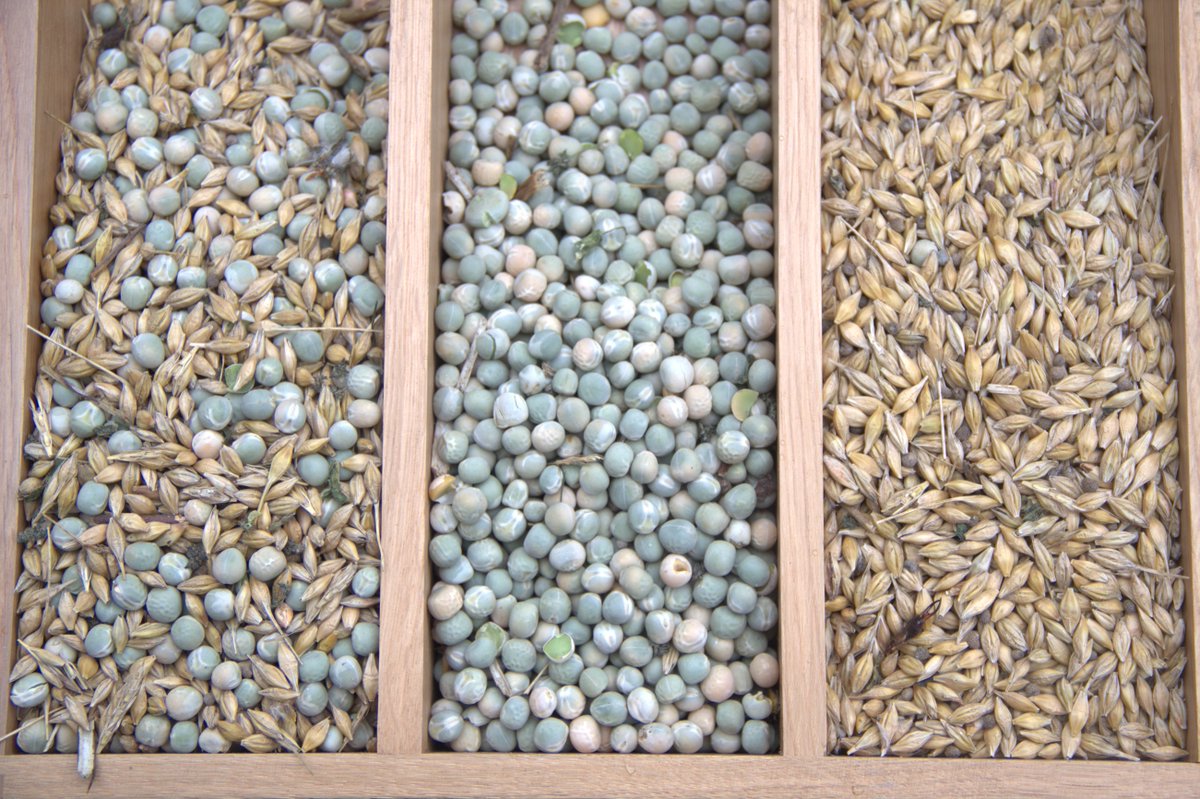 Innovative Farmers (@ifarmers) on Twitter photo Can intercropping improve soil health? How should I choose crops for intercropping? And do you need to separate intercrops post-harvest?
Find out answers to these common #intercropping questions and more in this blog with <a href="/jerryalford123/">Jerry Alford</a> <a href="/Leguminose_EU/">LEGUMINOSE Project</a>: innovativefarmers.org/knowledge-hub/… Can intercropping improve soil health? How should I choose crops for intercropping? And do you need to separate intercrops post-harvest?
Find out answers to these common #intercropping questions and more in this blog with <a href="/jerryalford123/">Jerry Alford</a> <a href="/Leguminose_EU/">LEGUMINOSE Project</a>: innovativefarmers.org/knowledge-hub/…