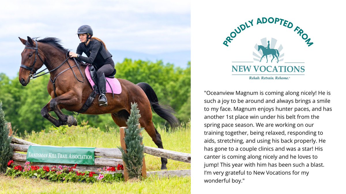 NewVocations's tweet image. ☀️ #SuccessStorySunday - OCEANVIEW MAGNUM by Western Paradise is a 2015 #Standardbred gelding with 116 starts in his racing career. He was adopted out of New Vocations' Richwood, OH, facility for a second career in foxhunting and pleasure riding. @StbTransition