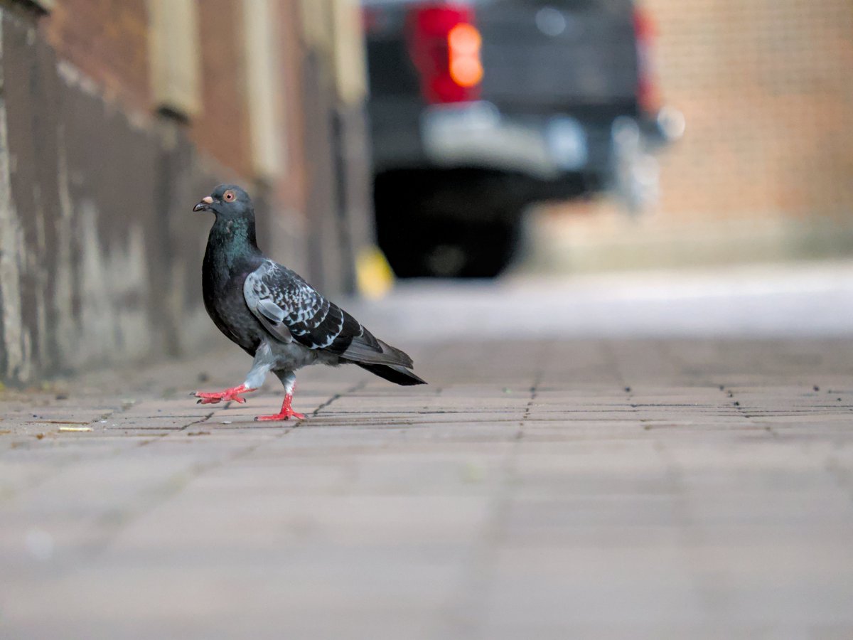One of my favorite traditions of going to a new city:
pictures of pigeons