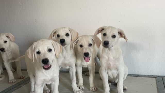 Enpa Odv (@enpaonlus) on Twitter photo Abbandonati nelle campagne aretine: 10 splendidi cuccioli cercano casa arezzonotizie.it/blog/storie-a-… - Per conoscere questi splendidi cuccioli è possibile contattare Enpa al numero 0575 357650 <a href="/enpaarezzo/">ENPA Arezzo</a> Abbandonati nelle campagne aretine: 10 splendidi cuccioli cercano casa arezzonotizie.it/blog/storie-a-… - Per conoscere questi splendidi cuccioli è possibile contattare Enpa al numero 0575 357650 <a href="/enpaarezzo/">ENPA Arezzo</a>