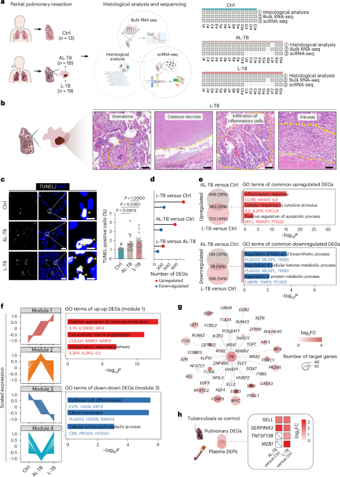 NatureMicrobiol's tweet image. Out Now! A single-cell transcriptomic atlas reveals senescence and inflammation in the post-tuberculosis human lung bit.ly/3TBbY4z #SingleCellTranscriptomics #Tuberculosis #LungHealth