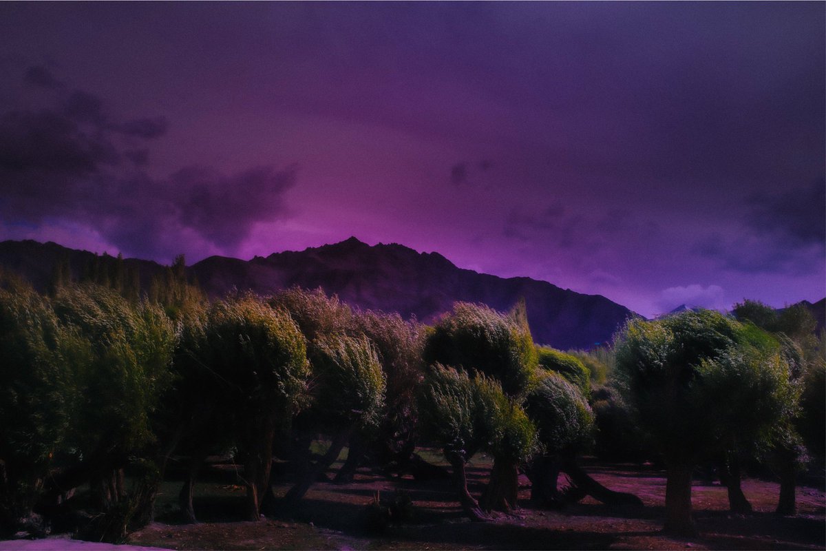 photos I took that look like paintings