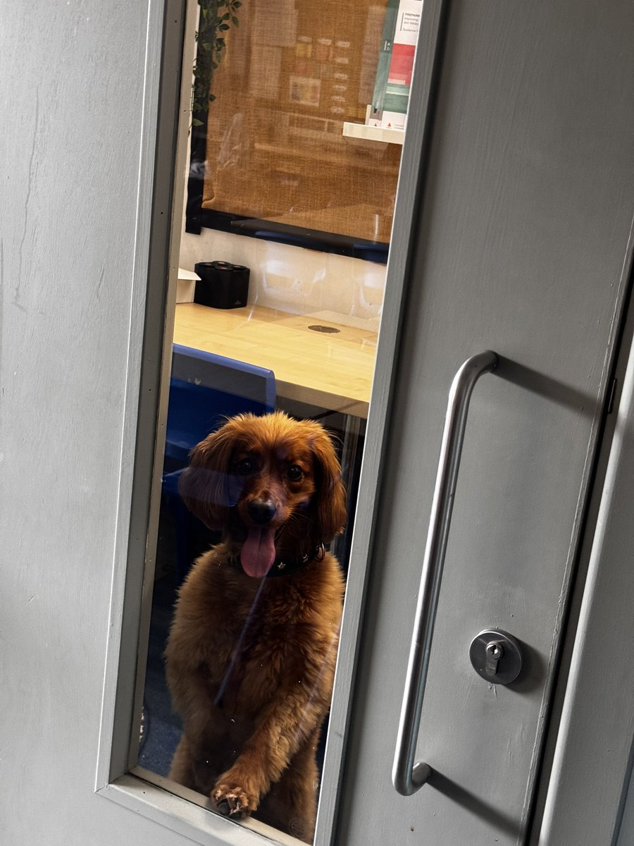 MrElliotHahn's tweet image. Welcoming a new (very sleepy) assistant to school this week! He snoozed through most of the day but made a cheerful appearance at this term’s @ManComRS breakfast! 🐕🐾
