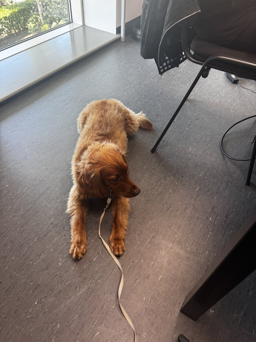 MrElliotHahn's tweet image. Welcoming a new (very sleepy) assistant to school this week! He snoozed through most of the day but made a cheerful appearance at this term’s @ManComRS breakfast! 🐕🐾