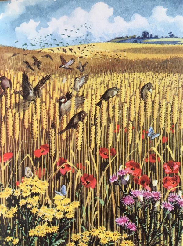 The land was arid and hot that afternoon: the wheat and the barley bristling dry in the dusty earth, pale sand-gold tides on the very edge of harvest, dazzling against the blue cloudless sky. There was no-one around, not in the village, nor in the lanes. Wilting a little but in