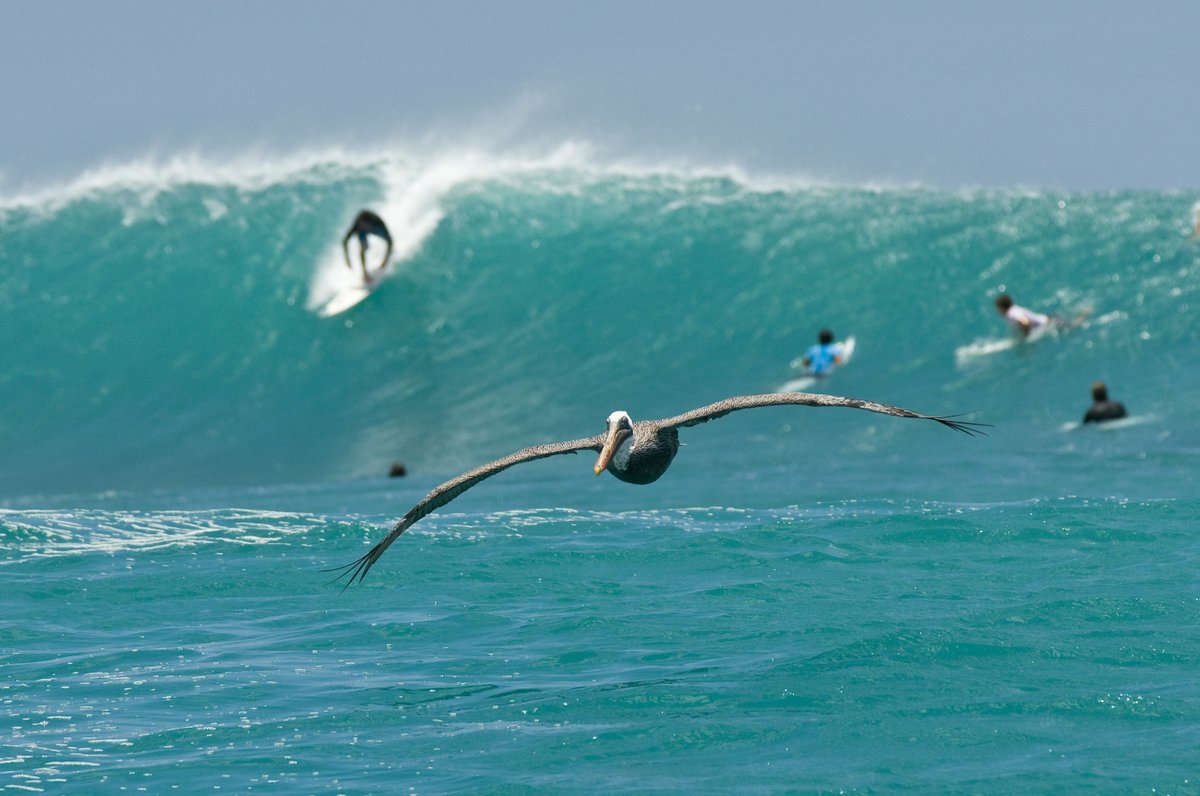 🌊 Mareas Vivas movimiento ciudadano que busca proteger legalmente las olas y rompientes del Ecuador.
No se trata solo de surfear. Se trata de defender ecosistemas, fauna marina y acceso libre a la costa
#LeyDeLasOlas #ConservaciónMarina #SurfEcuador #DefendamosElMar
foto: M.Tama