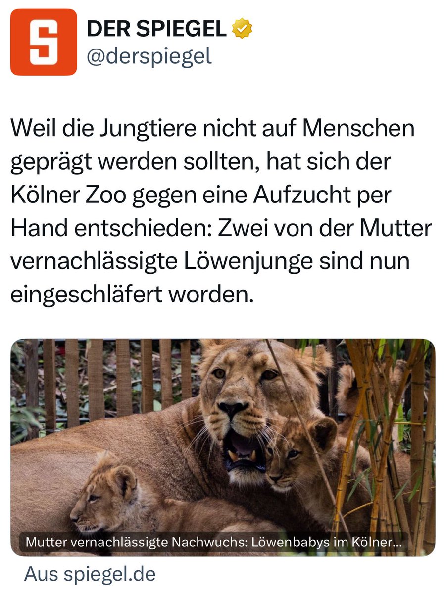 Löwen in Zoos einsperren, ist okay. Aber mit menschlicher Hand Aufziehen? Ist seit neuestem böse. Jetzt sind die beiden Löwenbabys eben tot.