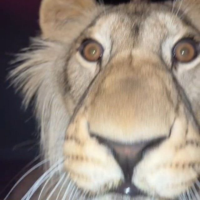 Stares at you like this