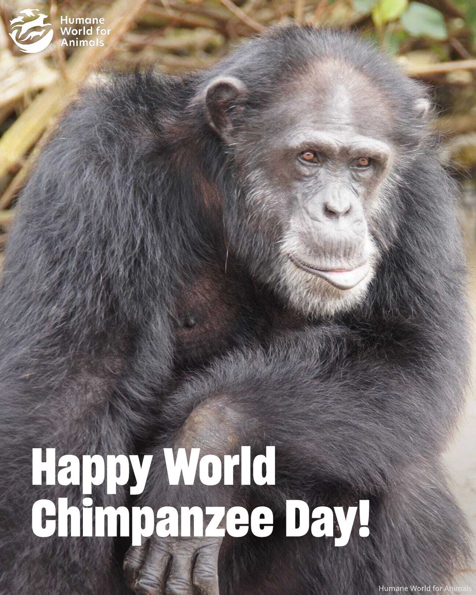 humaneworlduk's tweet image. Happy World Chimpanzee Day! Here's Stuart, one of the chimps at Second Chance Chimpanzee Refuge, our sanctuary in Liberia. Stuart is a gentle giant and is well-respected by the other chimpanzees🐵