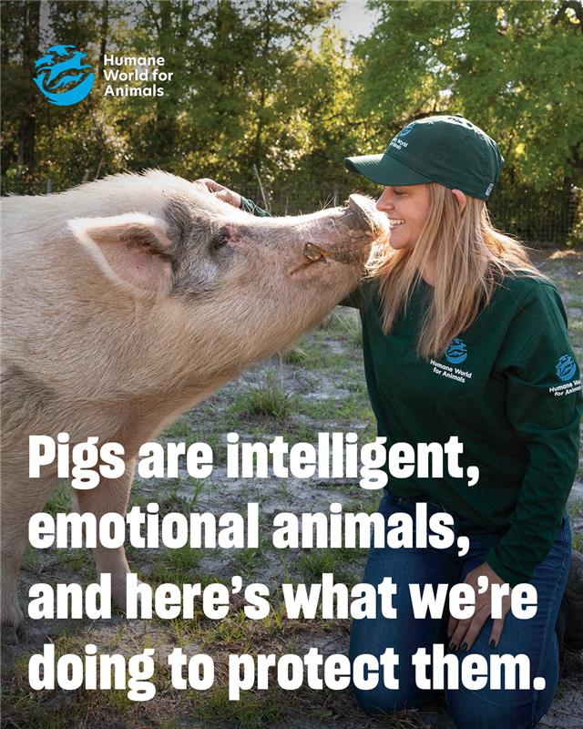 humaneworldorg's tweet image. Piglet Milo was crammed onto a transport truck bound for a factory farm where he’d grow and later be sent to slaughter. But the truck crashed, and his life took a turn.
Milo is now safe at a sanctuary, but billions of other pigs are still suffering. We’re creating a more humane…