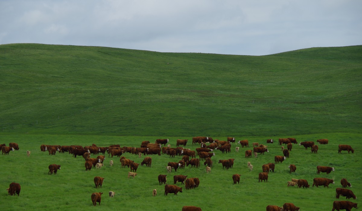 CRSB_beef's tweet image. Chinook Ranch in Longview, AB, is a family-run operation led by Stephen Hughes. Committed to sustainability, they focus on year-round grazing, land stewardship, and transparency in beef production. Read their story & more here: bit.ly/3yEwGJG #loveCDNbeef #Sustainability