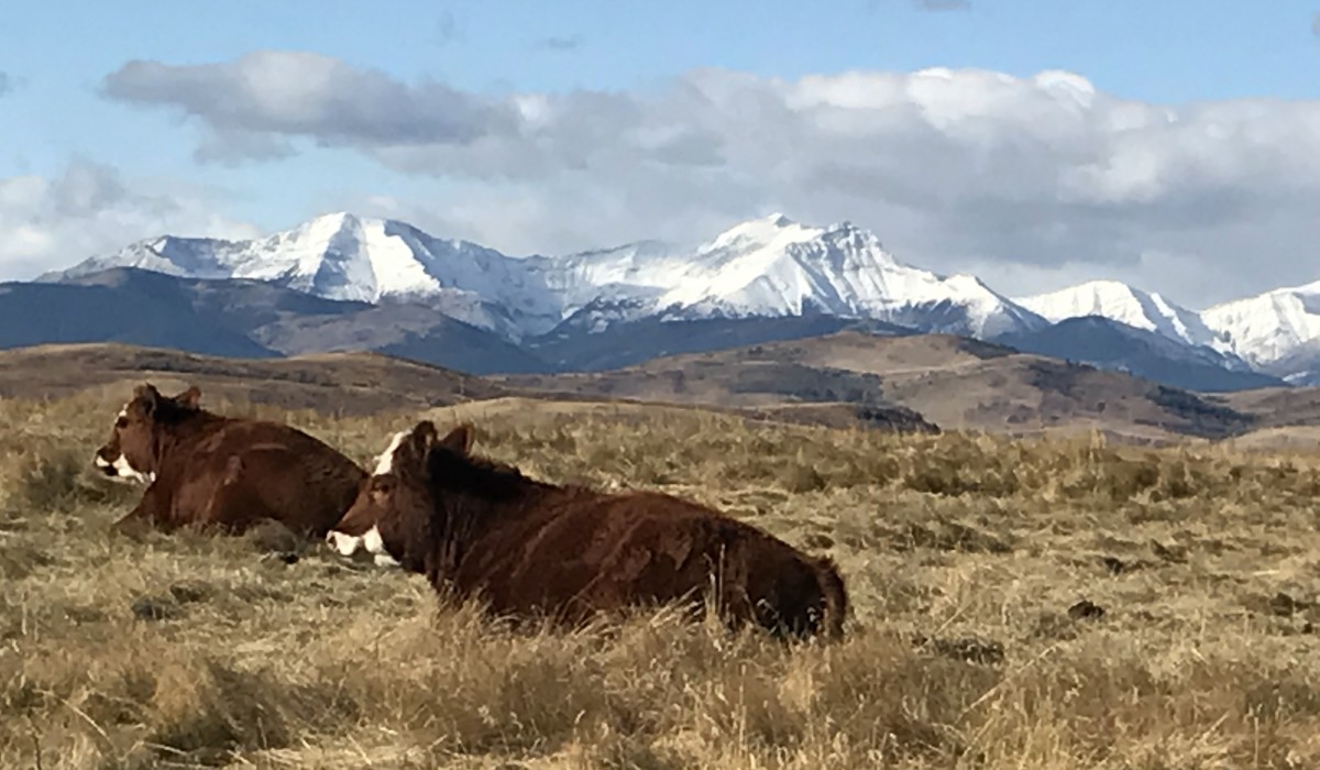 CRSB_beef's tweet image. Chinook Ranch in Longview, AB, is a family-run operation led by Stephen Hughes. Committed to sustainability, they focus on year-round grazing, land stewardship, and transparency in beef production. Read their story & more here: bit.ly/3yEwGJG #loveCDNbeef #Sustainability