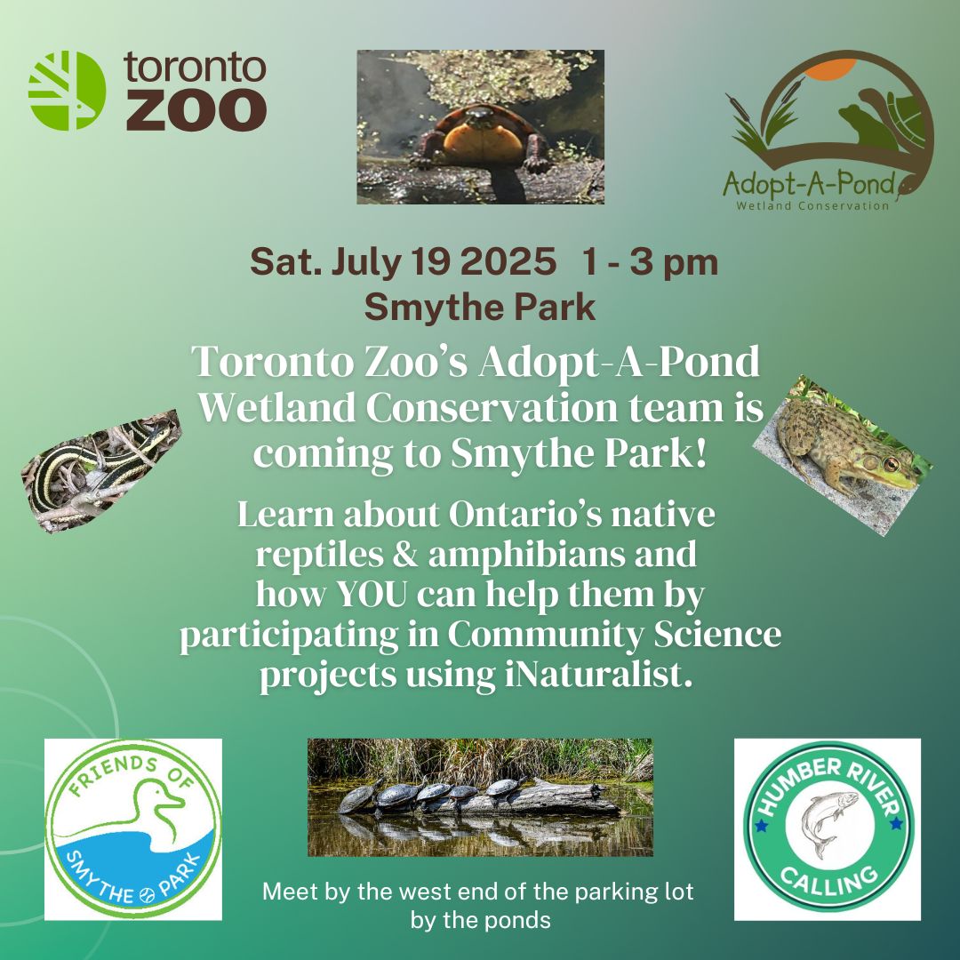 The Toronto Zoo is coming to Smythe Park to teach us about the frogs, turtles, snakes and more that live in our ponds and wetlands!
If you would like to participate with citizen science in Smythe Park and elsewhere you can download the free iNaturalist app before the event.