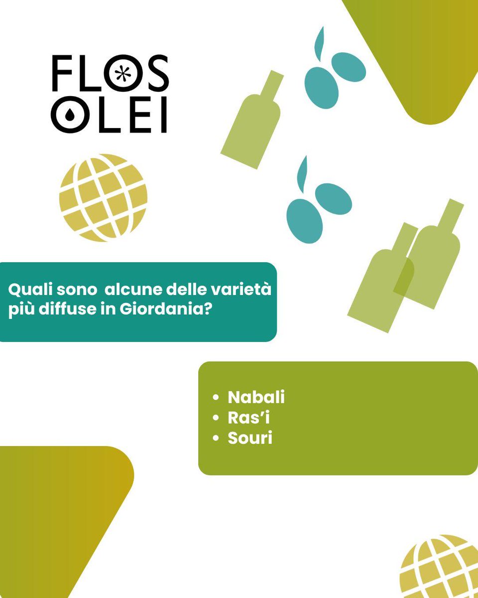 In Giordania l’olivo è molto più di una pianta: è parte integrante del paesaggio e della cultura. 

Ecco alcune della varietà più diffuse👇