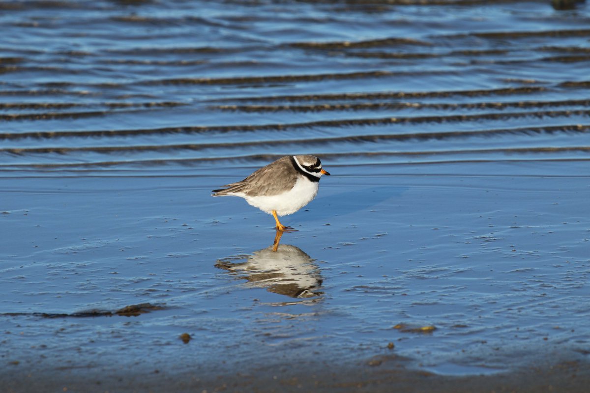 Chesil Little Tern Recovery Project tweet media