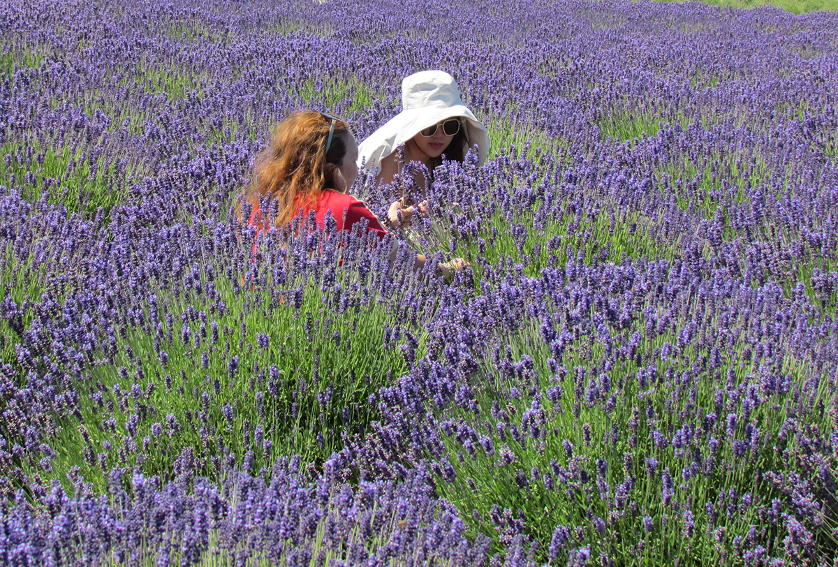 VisitSequim's tweet image. #Sequim Lavender Weekend is almost here and the fields of fragrant purple herb are in full bloom.  Join us July 18 -20 as we celebrate all things lavender in Sequim.  Visit  ow.ly/hzW550Wnnwu for all the details and download the official Lavender Weekend Map.