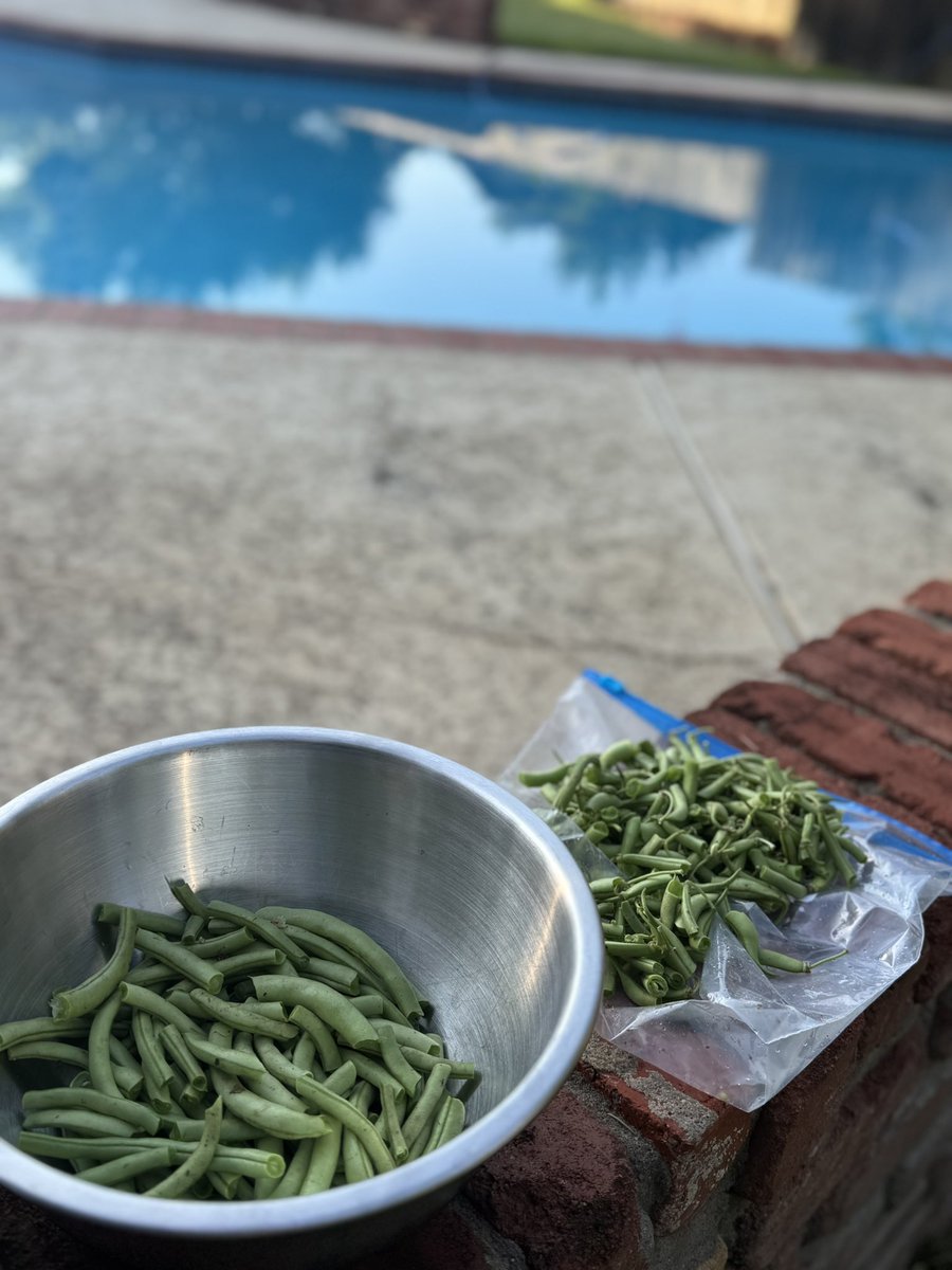 King_Garrett's tweet photo. Morning sun and snapping beans. https://t.co/7HXauo3jE9