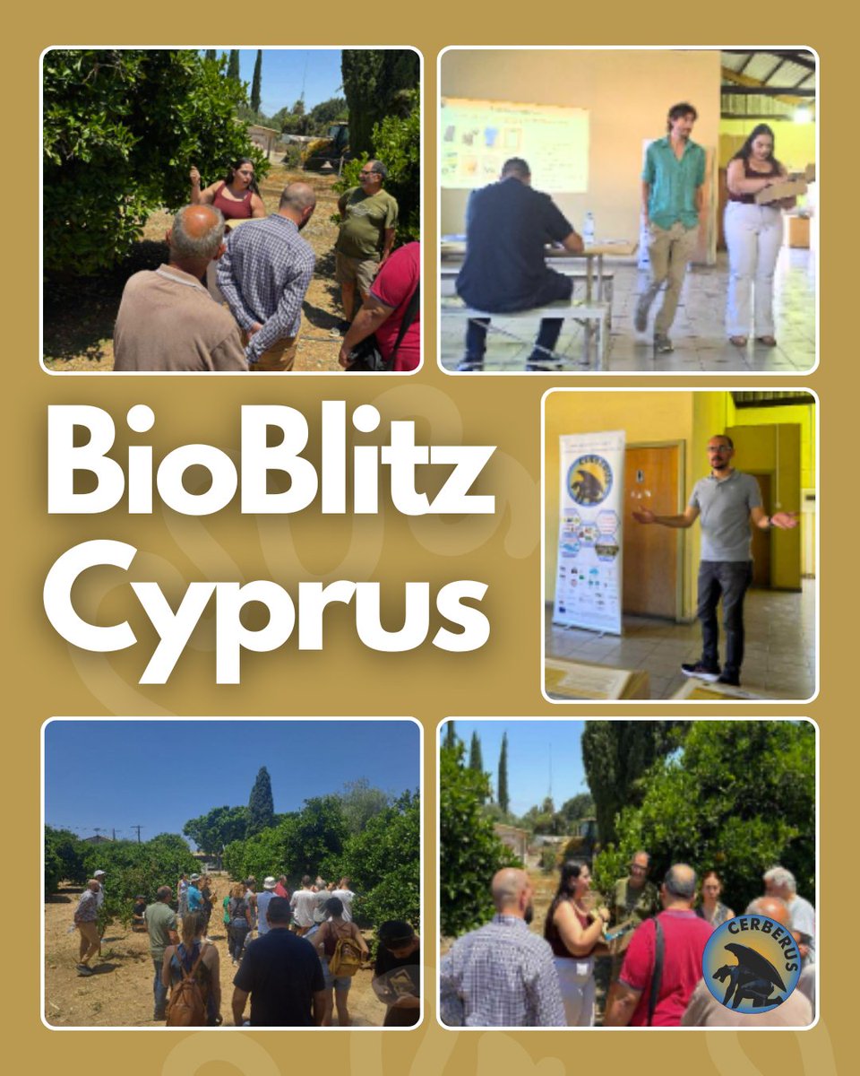 CerberusEU's tweet photo. 🪰 On June 20, #cerberusproject held a #BioBlitz in Limassol 🇨🇾 to train citizens in Medfly monitoring.
📦 20 kits distributed
👨‍🌾 35+ participants
📲 Data now feeding the CERBERUS platform with EO &amp; AI support.

🔗 https://t.co/i80OhpUPjf
#SmartFarming #HorizonEU #CitizenScience https://t.co/yGUFMSJZMe