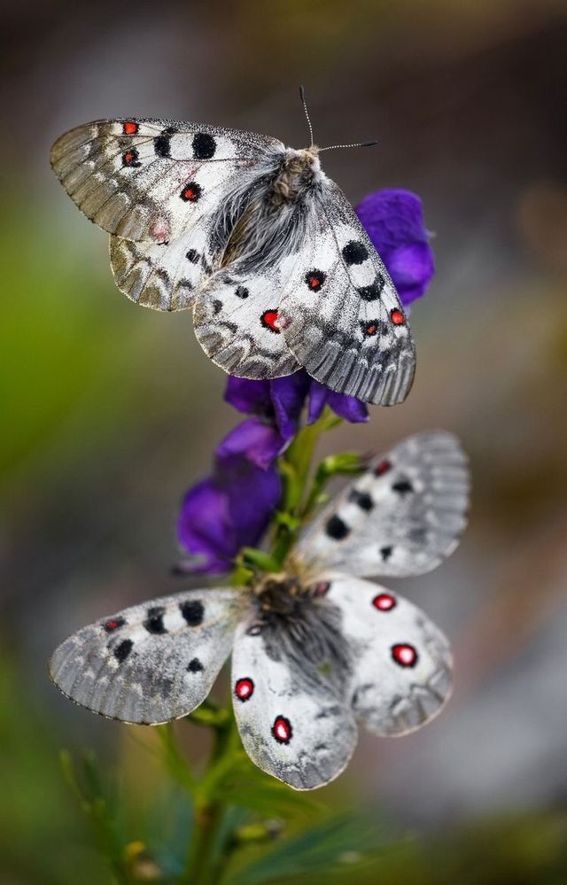 #nature art of beauty